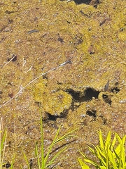 Erythemis simplicicollis