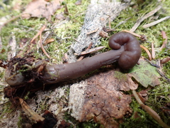 Cudonia monticola