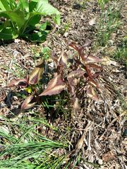 Persicaria microcephala