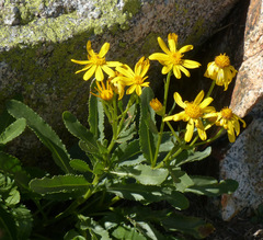 Senecio pyrenaicus
