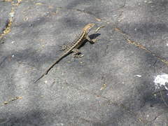 Sceloporus ochoterenae