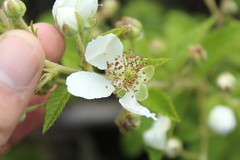 Rubus floribundus