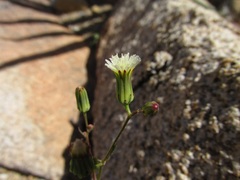 Malacothrix stebbinsii
