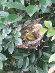 Zosterops simplex simplex