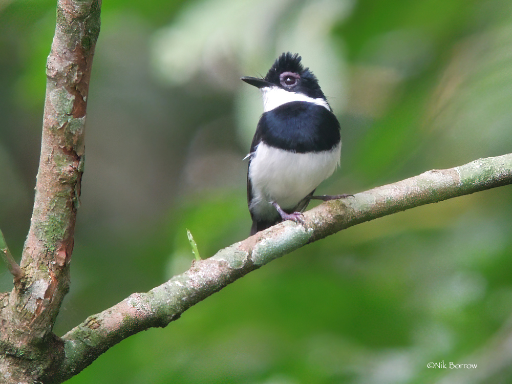 Chestnut Wattle-eye photo