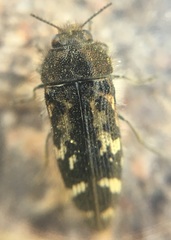 Acmaeodera
