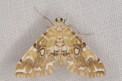 Elophila icciusalis