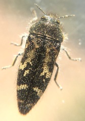 Acmaeodera