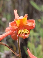 Delphinium cardinale