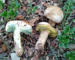 Butyriboletus fechtneri