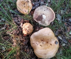 Lactarius zonarius