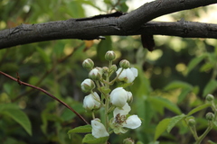 Rubus floribundus
