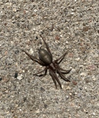 Herpyllus propinquus