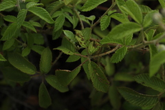 Rubus floribundus