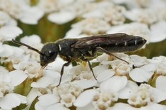 Sapygina decemguttata