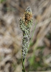 Carex heteroneura