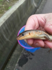 Plestiodon chinensis