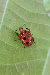 Henicolabus octomaculatus