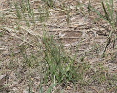 Carex heteroneura