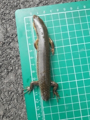 Plestiodon chinensis