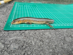 Plestiodon chinensis