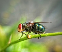 Chrysomya megacephala