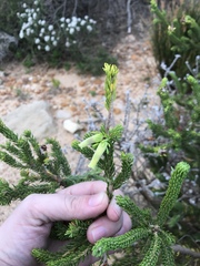 Erica brachialis
