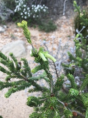 Erica brachialis