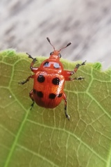 Henicolabus octomaculatus