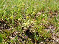 Matricaria discoidea