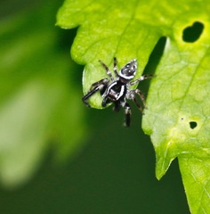 Paraphidippus aurantius