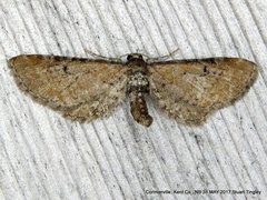 Eupithecia strattonata