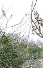 Scutia spicata pauciflora