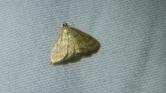 Crocidophora tuberculalis