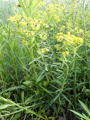 Euphorbia esula