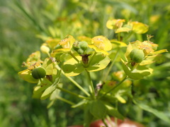Euphorbia esula