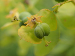 Euphorbia esula