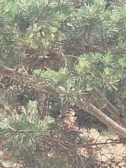 Pinus sylvestris