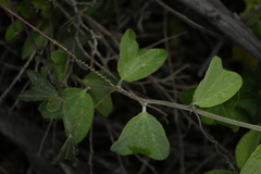 Passiflora bogotensis