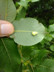 Euura pedunculi