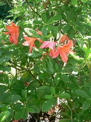 Rhododendron japonicum