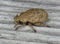 Romualdius scaber