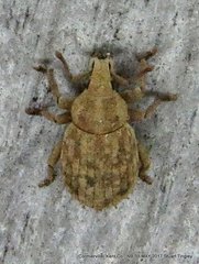 Romualdius scaber