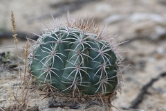 Melocactus curvispinus caesius