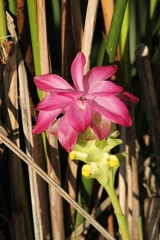 Curcuma zedoaria