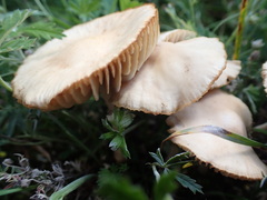 Fungi