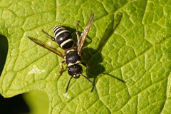 Ancistrocerus waldenii