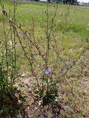 Cichorium intybus