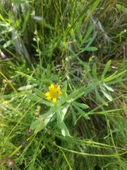 Borrichia frutescens image