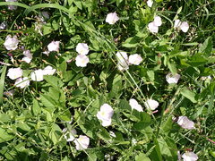 Convolvulus arvensis